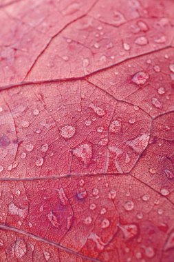              Sonbahar mevsiminde kırmızı yapraklardaki yağmur damlaları, kırmızı zemin                  