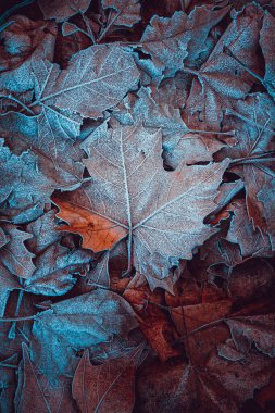 Kış mevsiminde yerde donmuş yapraklar, kahverengi arka plan. 