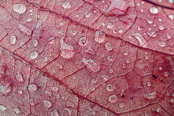 Gocce Pioggia Sulle Foglie Rosse Nella Stagione Autunnale Sfondo Rosso — Foto Stock