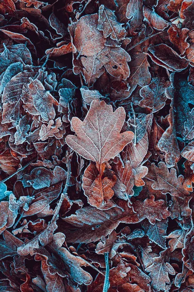Folhas Congeladas Chão Temporada Inverno Fundo Marrom — Fotografia de Stock