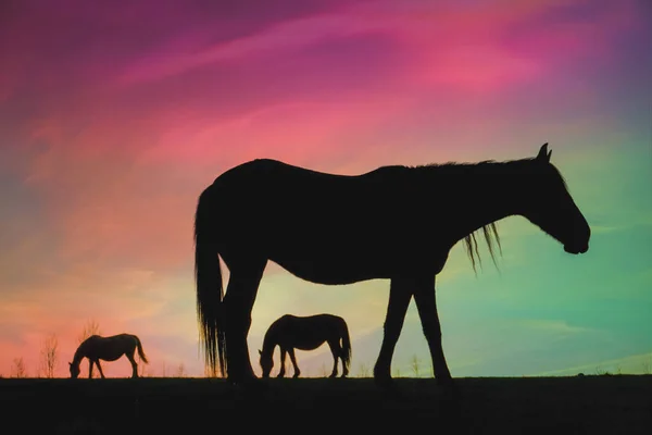 Silhouette Cavallo Campagna Bellissimo Sfondo Tramonto — Foto Stock