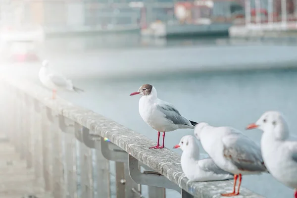 Seagulls Seaport — Stock Photo, Image