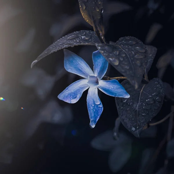 Romantische Blaue Blume Garten Frühling Dunkler Hintergrund — Stockfoto