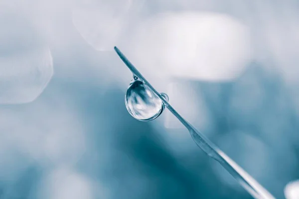 Gota Água Folha Grama Dias Chuvosos Temporada Outono Fundo Azul — Fotografia de Stock