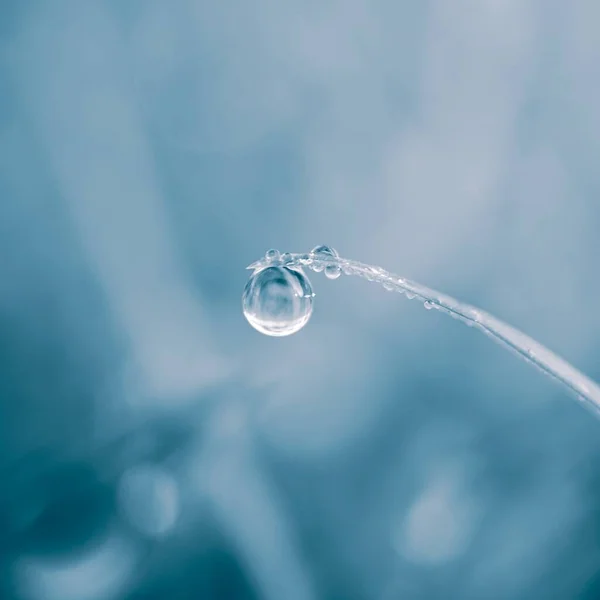 Goccia Acqua Sulla Foglia Erba Nei Giorni Pioggia Autunno Sfondo — Foto Stock