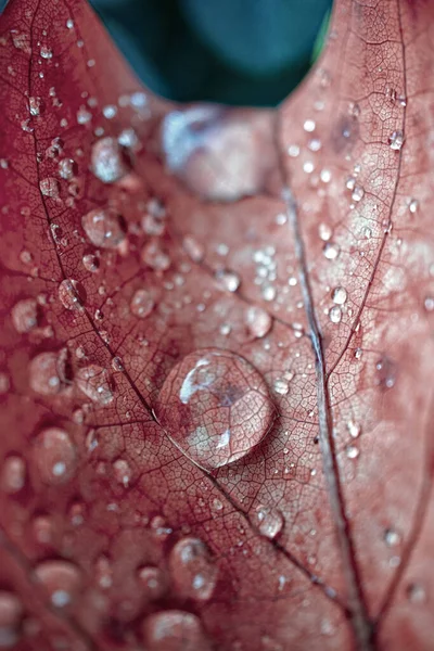 Regentropfen Auf Dem Roten Ahornblatt Regentagen Herbst Roter Hintergrund — Stockfoto