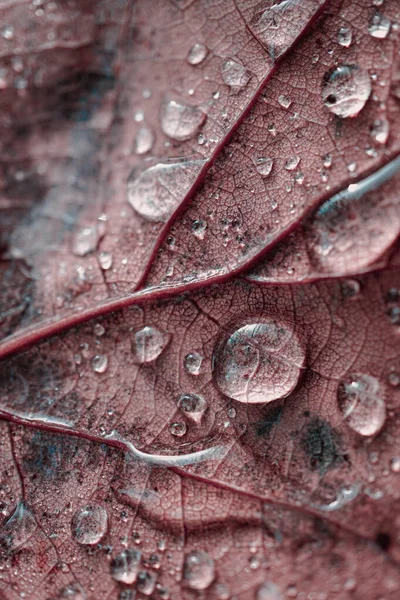 Regendruppels Het Rode Esdoornblad Regenachtige Dagen Het Najaar Rode Achtergrond — Stockfoto