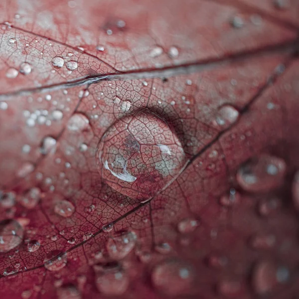 秋の雨の日に赤いカエデの葉に雨滴赤い背景 — ストック写真
