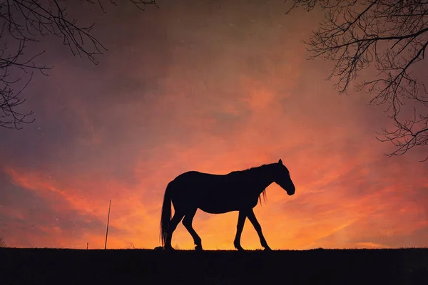 Silhouette Cavallo Campagna Sfondo Tramonto Estate — Foto Stock