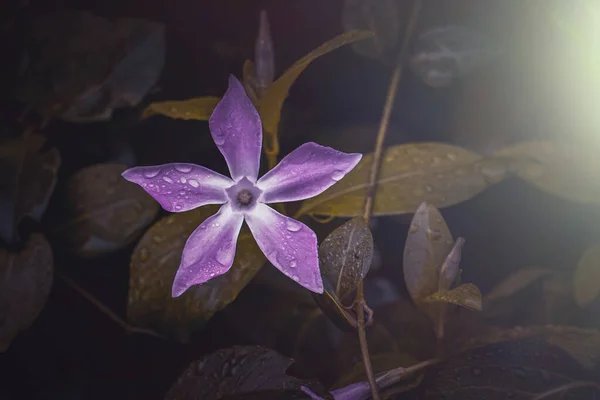 Piękny Różowy Vinca Major Ogrodzie Sezonie Wiosennym Duży Periwinkle — Zdjęcie stockowe