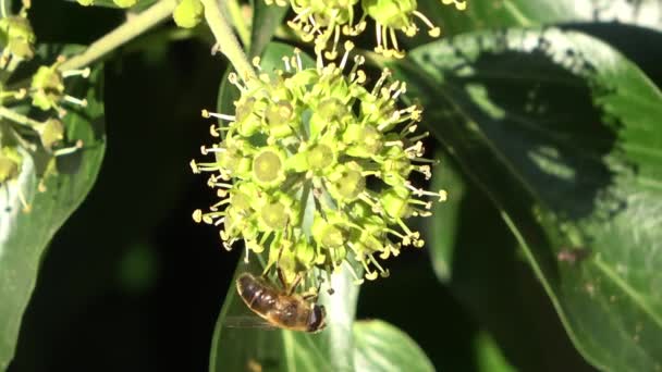 Cerca Una Abeja Busca Néctar Las Plantas Hiedra Hoja Perenne — Vídeos de Stock