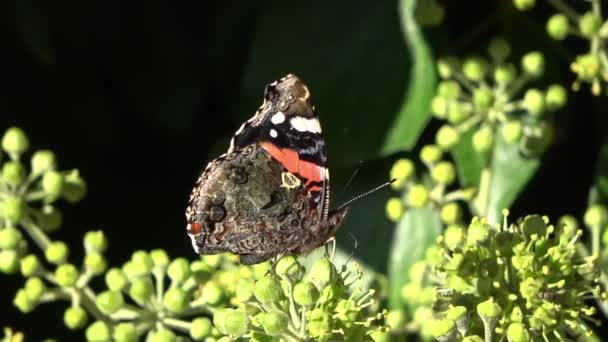 赤の蝶提督 ヴァネッサAtalanta座っています上の常緑ツタ植物飲料蜜 — ストック動画