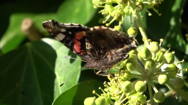 Červený Admirál Butterfly Vanessa Atalanta Sedí Věčně Zelené Rostliny Břečťanu — Stock video
