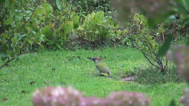 Pájaro Carpintero Verde Raro Examinando Parche Césped Jardín — Vídeos de Stock