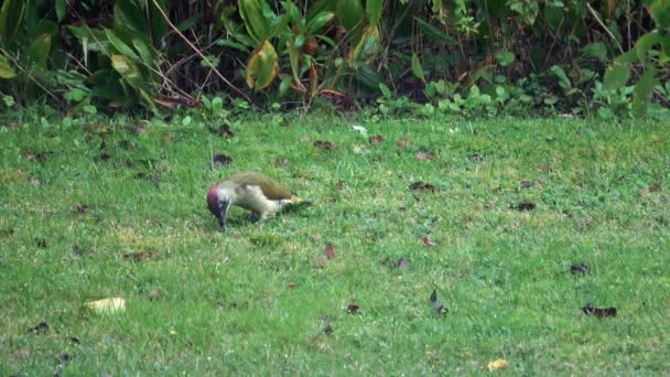 Pájaro Carpintero Verde Raro Examinando Parche Césped Jardín — Vídeos de Stock