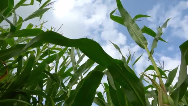 Niedriger Blickwinkel Einem Getreidefeld Zum Sommerhimmel — Stockvideo