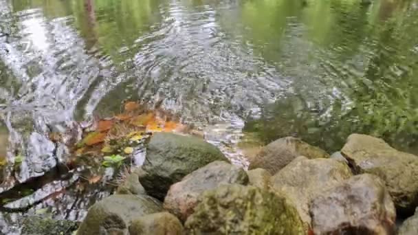 개울에서 흘러나오는 서서히 호수로 흘러들어간다 — 비디오