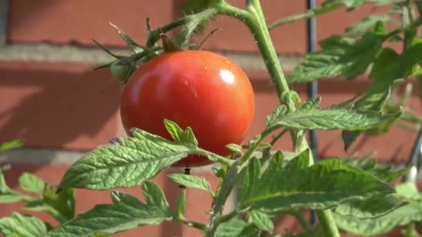 Punainen Tomaatti Vihreä Kypsä Liikkuvat Hitaasti Tuulessa Lähikuva Valikoiva Tarkennus — kuvapankkivideo