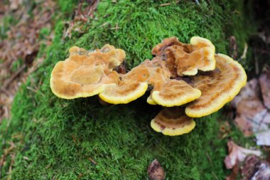 Güneşli bir günde kırsal bir ortamda, bir tarlanın önünde güzel sarı bir ayçiçeği.