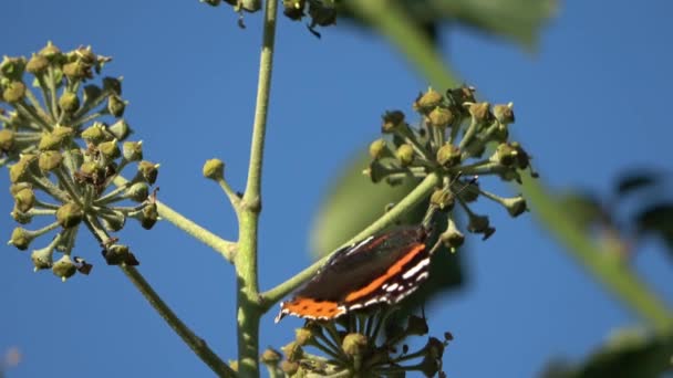 Zblízka Červený Admirál Motýl Vanessa Atalanta Břečťan Rostliny Během Podzimu — Stock video