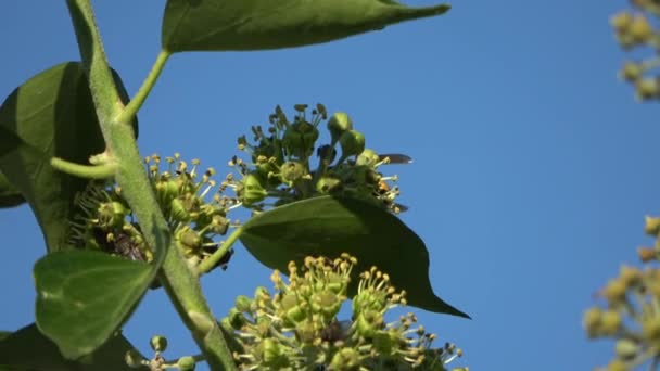 Avispón Europeo Chupando Néctar Una Cabeza Flores Hiedra Otoñales — Vídeos de Stock