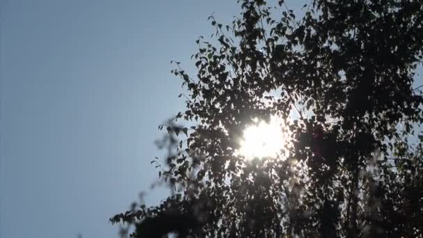 Bir Ağacın Yaprakları Arasından Düşen Güneş Işığına Seçici Odak Görünümü — Stok video