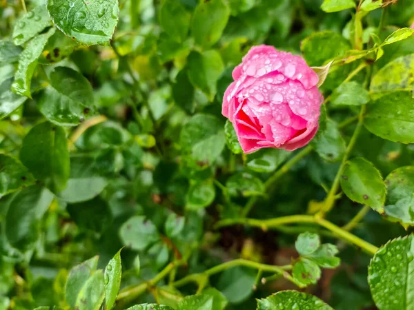 Selektive Fokussierung Auf Rosa Rosenblüten Einem Garten Mit Razzia Tropfen — Stockfoto