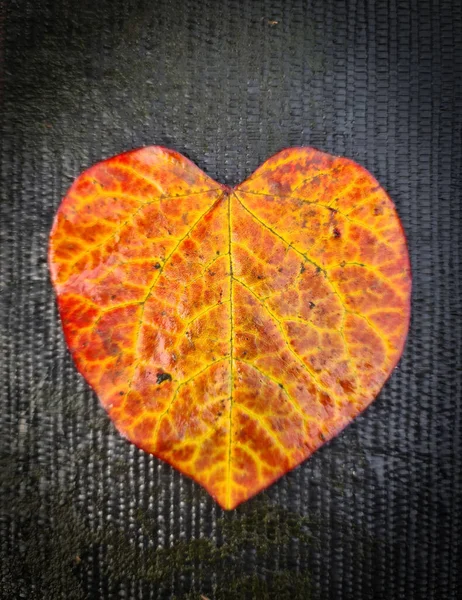 Kalp Şeklinde Bir Sonbahar Yaprağının Seçici Odağı Aşk Şefkat Dolu — Stok fotoğraf