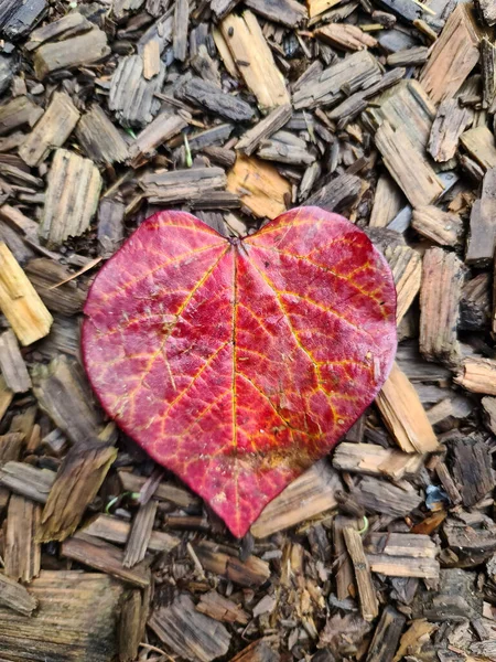 Kalp Şeklinde Bir Sonbahar Yaprağının Seçici Odağı Aşk Şefkat Dolu — Stok fotoğraf