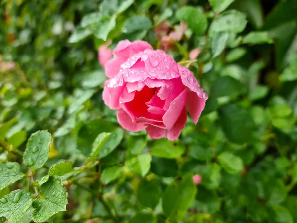 园中粉色玫瑰花的选择性焦点视图及其上的突然性滴落 — 图库照片