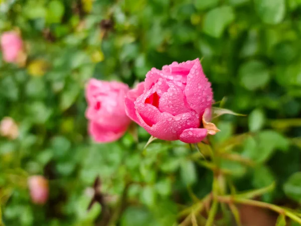 Selektive Fokussierung Auf Rosa Rosenblüten Einem Garten Mit Razzia Tropfen — Stockfoto