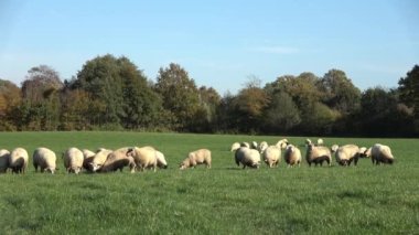 Yeşil bir çayırda otlayan bir koyun sürüsü.