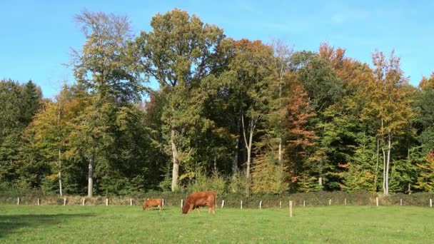 Vacas Marrons Pastando Prado Verde Contra Fundo Floresta Outono — Vídeo de Stock