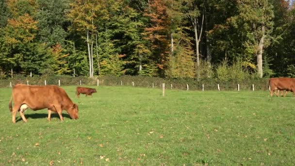 Коричневые Коровы Пасутся Зеленом Лугу Фоне Осеннего Леса — стоковое видео