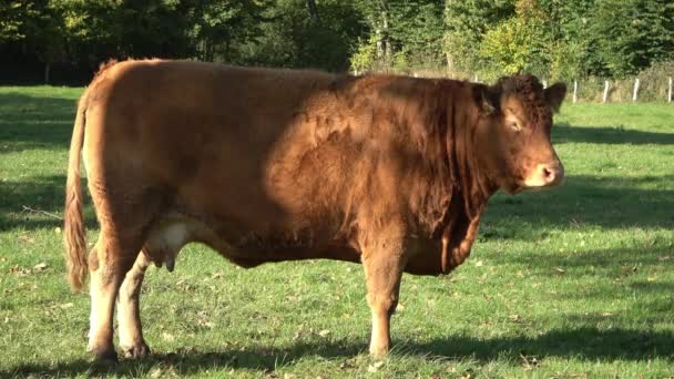 Brązowe Krowy Pasące Się Zielonej Łące Jesiennym Tle Lasu — Wideo stockowe
