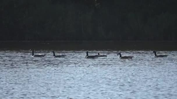 Lotes Belos Pássaros Ganso Europeus Nadando Lago — Vídeo de Stock