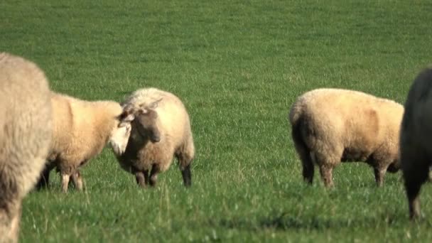 Een Kudde Schapen Grazen Een Groene Weide — Stockvideo