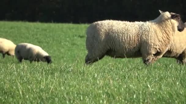 Stado Owiec Pasących Się Zielonej Łące — Wideo stockowe