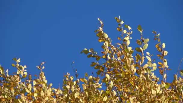 Herfst Gekleurd Gebladerte Van Bomen Langzaam Wind — Stockvideo