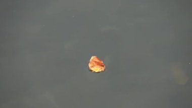 Sonbahar yaprakları ışık dalgalarıyla su yüzeyinde dans ediyor..
