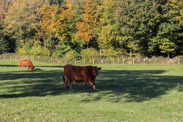 Brązowe Krowy Pasące Się Zielonej Łące Jesiennym Tle Lasu — Zdjęcie stockowe