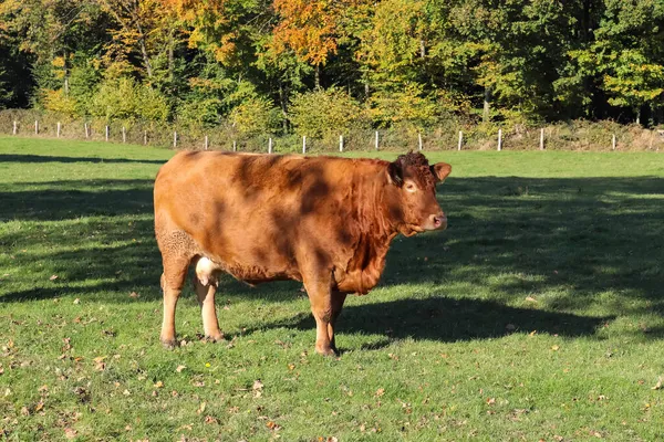 Bruine Koeien Grazen Groene Weide Tegen Herfstbosachtergrond — Stockfoto