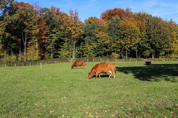 Vacas Marrons Pastando Prado Verde Contra Fundo Floresta Outono — Fotografia de Stock