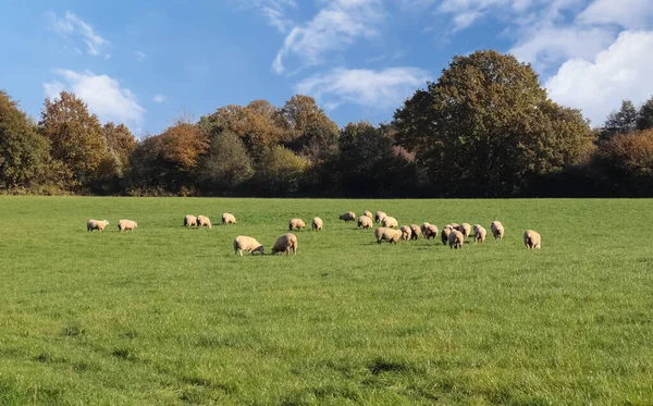 春の晴れた日に緑の牧草地に羊や子羊のグループ — ストック写真
