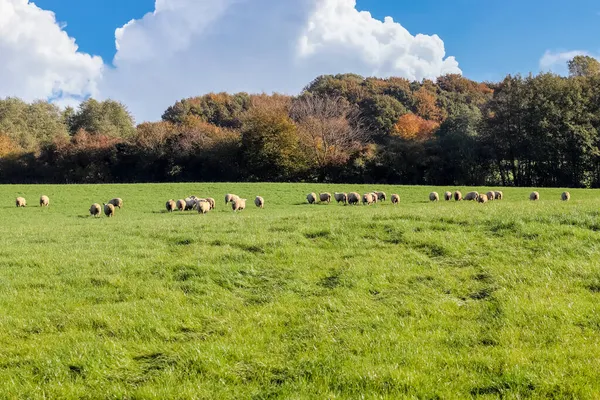 Grupo Ovelhas Cordeiros Prado Verde Dia Ensolarado Durante Primavera — Fotografia de Stock