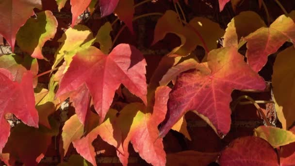 五彩缤纷的秋天树叶在墙上迎风飘扬 五彩缤纷 五彩缤纷 — 图库视频影像