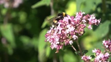 Yazın çayırdaki güzel çiçekler, polen arayan yaban arıları...