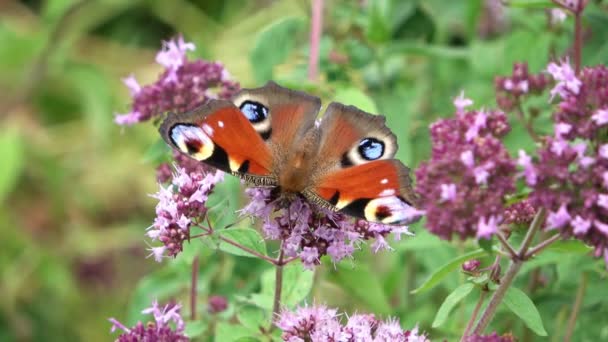 ピンクの花で赤いニンファロイド蝶蜜を探しています — ストック動画