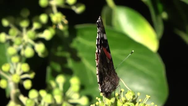 Červený Admirál Butterfly Vanessa Atalanta Sedí Věčně Zelené Rostliny Břečťanu — Stock video