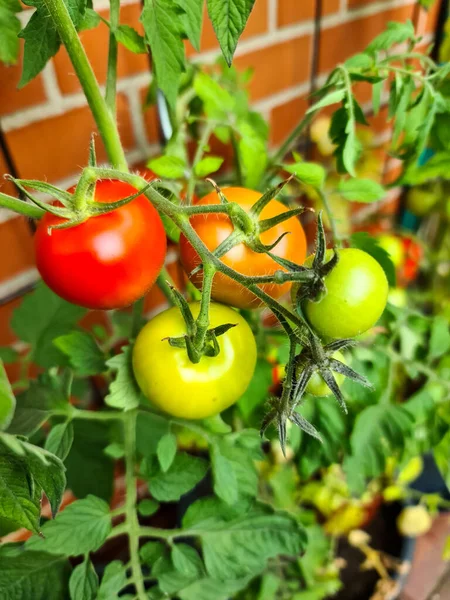 Μερικές Μεγάλες Κόκκινες Και Πράσινες Ντομάτες Ένα Θάμνο Που Φυτρώνουν — Φωτογραφία Αρχείου